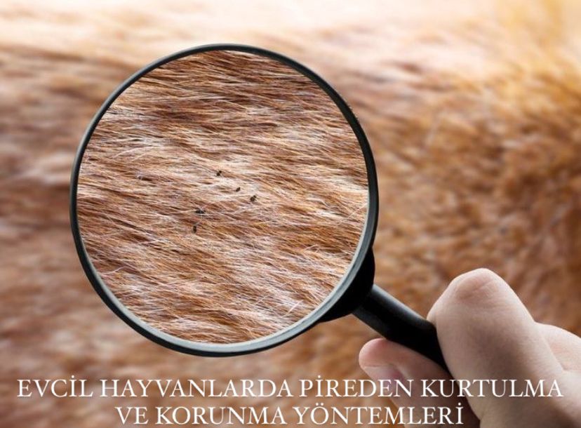 Evcil Hayvanlarda Pireden Kurtulma ve Korunma Yöntemleri