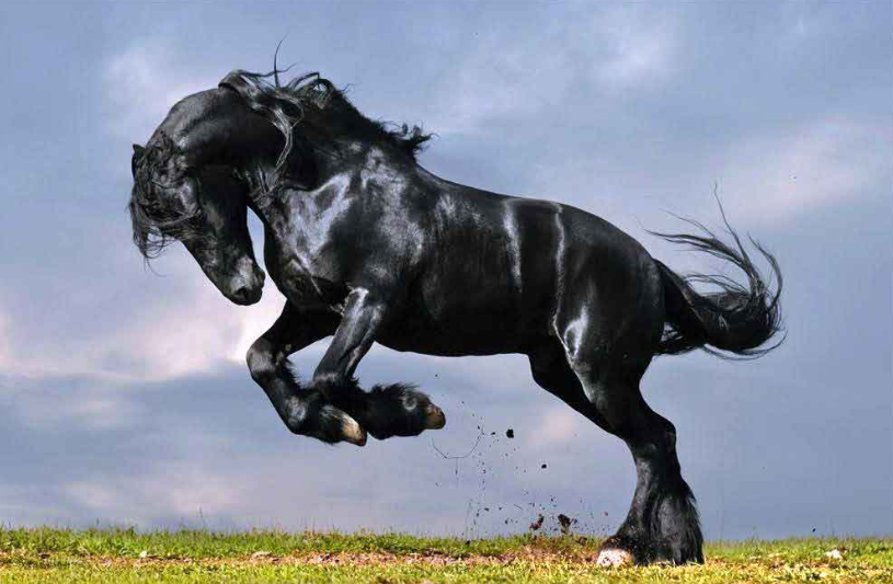 Friesian Atı Irkı ve Özellikleri, At, At özellikleri, Irk