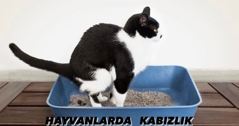 Hayvanlarda Kabızlık