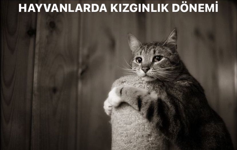 Hayvanlarda Kızgınlık Dönemi,Kızgınlık,Kızgınlık Dönemi, Hayvanlarda Kızgınlık