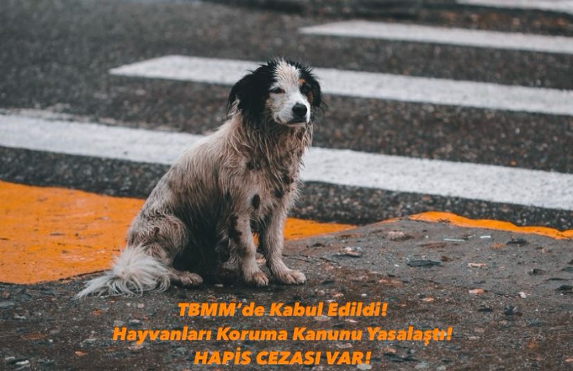 Hayvanları Koruma Kanunu