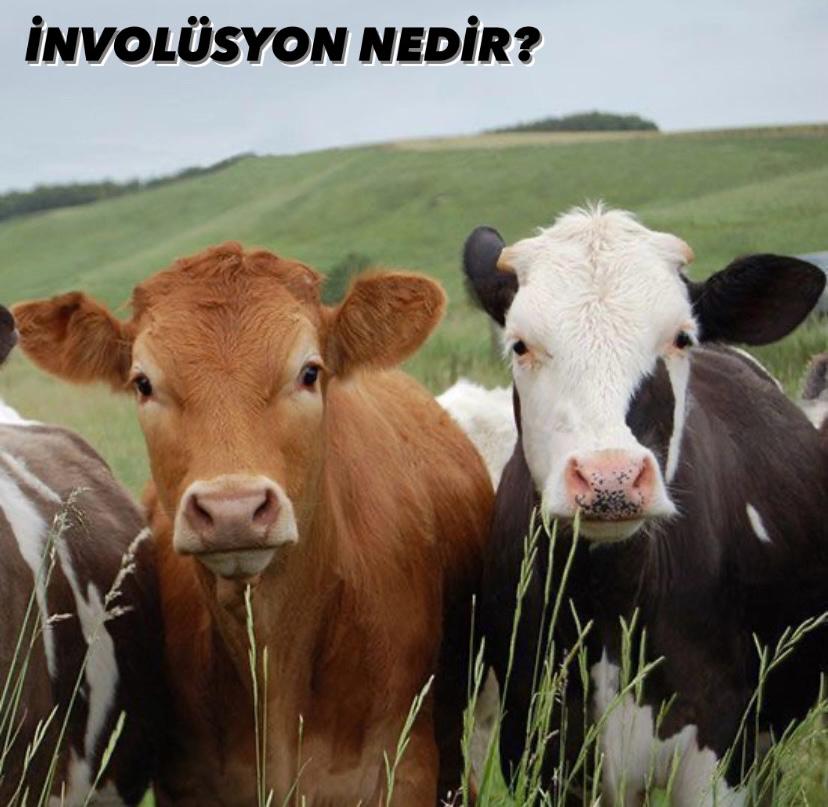 İnvolüsyon Nedir