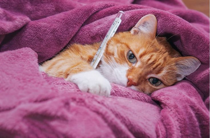 KEDİLERDE FIP HASTALIĞI