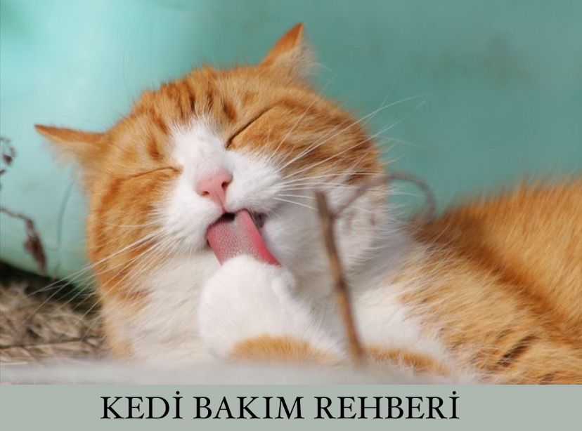 Kedi Bakım Rehberi