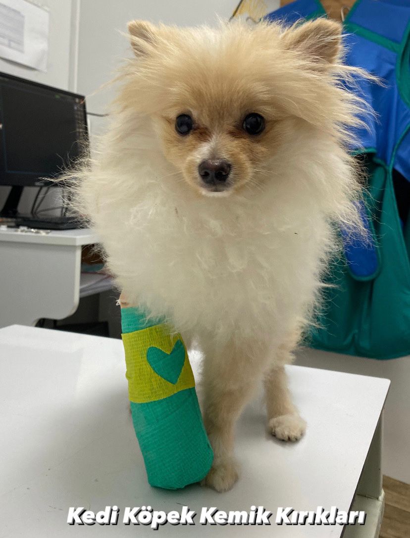 Kedi Köpek Kemik Kırıkları