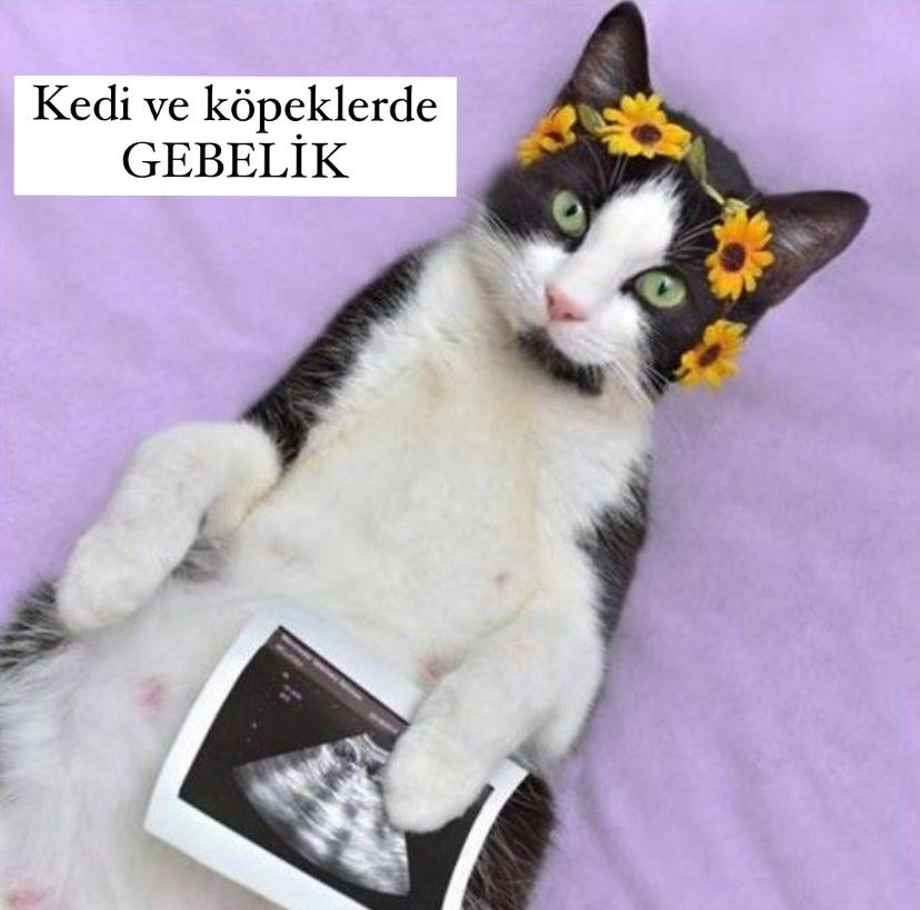 Kedi Ve Köpeklerde Gebelik