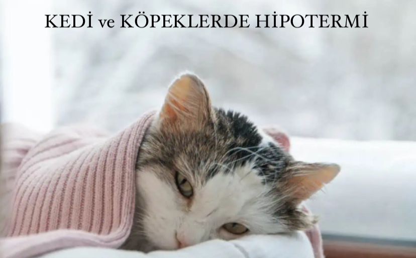 Kedi ve Köpeklerde Hipotermi