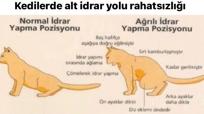 Kedilerde Alt İdrar Yolu Rahatsızlığı