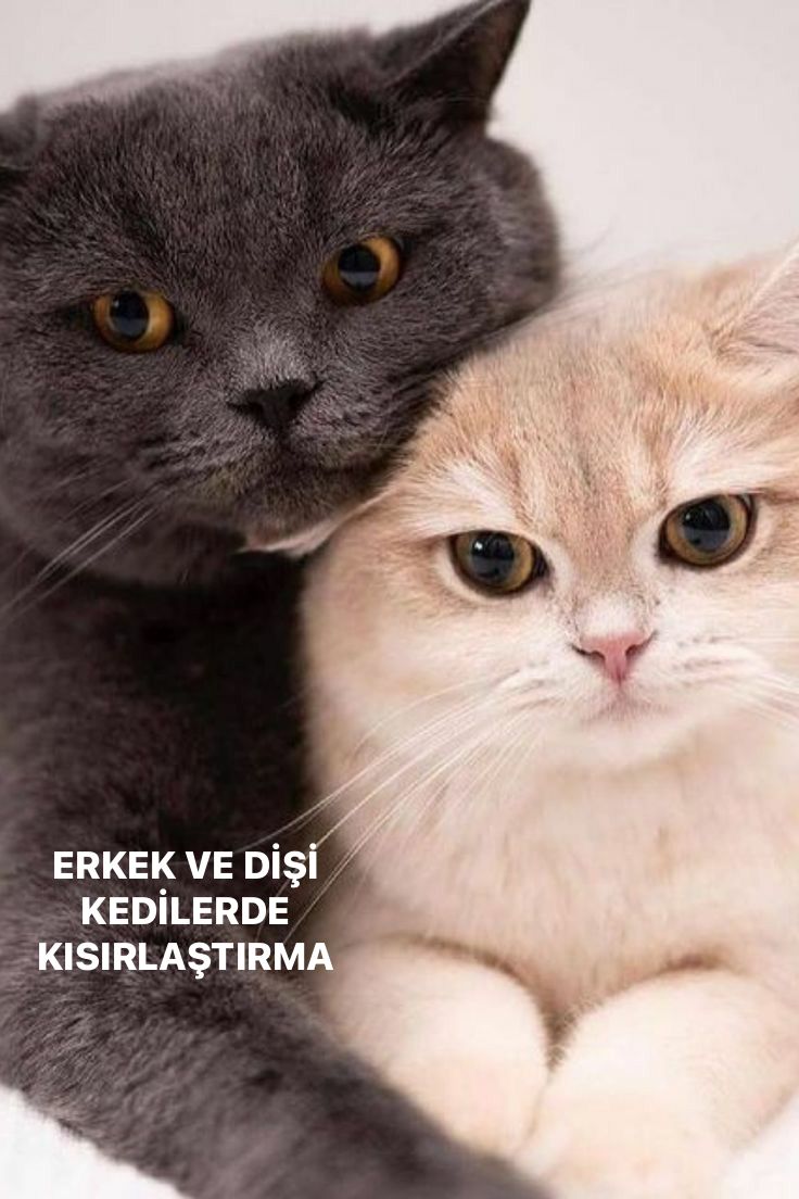 Erkek ve Dişi Kedilerde Kısırlaştırma