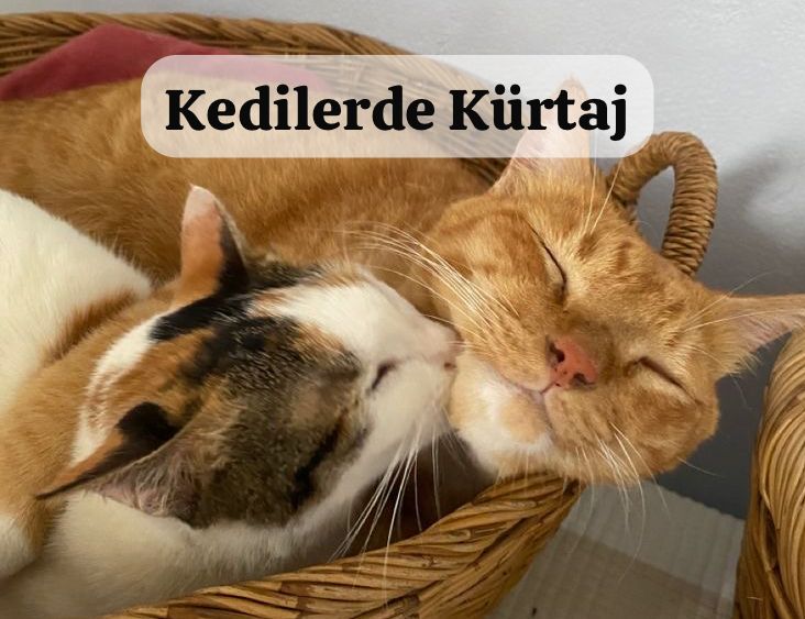 Kedilerde Kürtaj, Kürtaj, Kedi Kürtaj