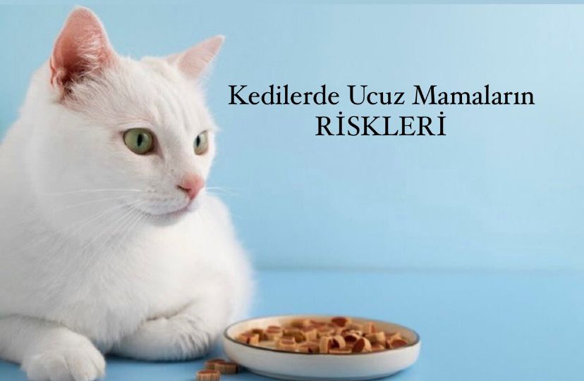 Kedilerde Ucuz Mamaların Riskleri