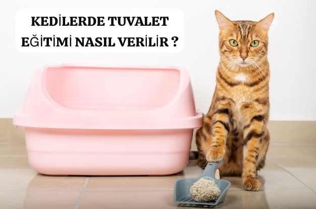 Kedilere Tuvalet Eğitimi Nasıl Verilir?