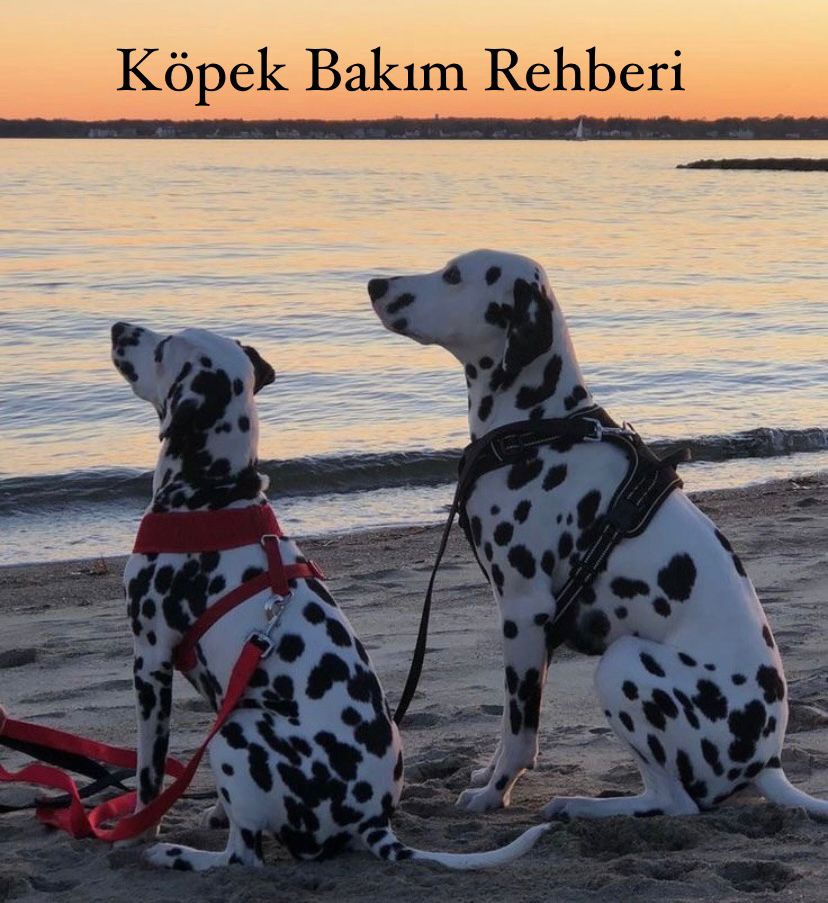 Köpek Bakım Rehberi