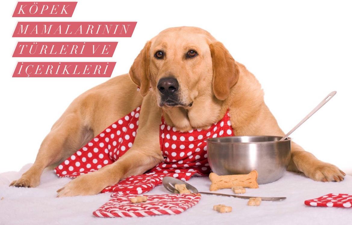 Köpek Mamalarının Türleri ve İçerikleri Nelerdir?