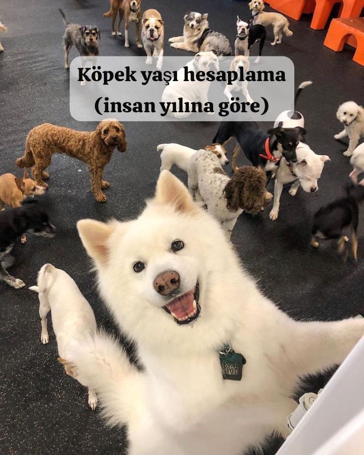 Köpek Yaşı Hesaplama (İnsan Yılına Göre)