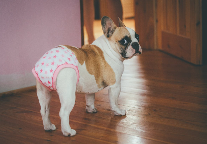 Köpekler Regl Olur Mu