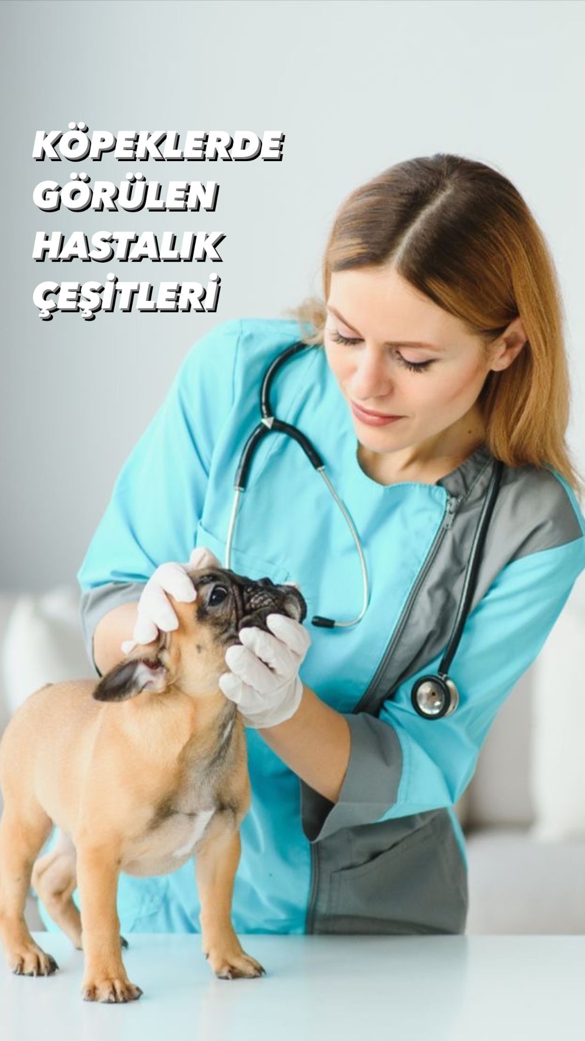 Köpeklerde Görülen Hastalık Çeşitleri