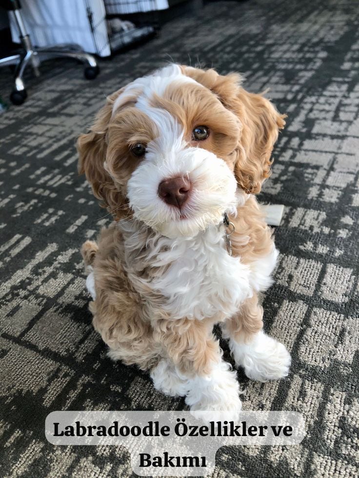 Labradoodle Özellikleri ve Bakımı