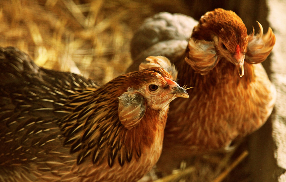 Mavi Yumurta Tavuğu Araucana, Mavi Yumurta Tavuğu, Araucana