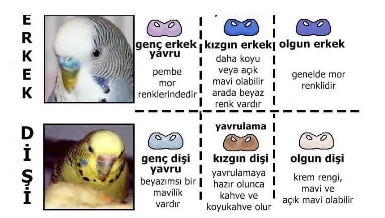 CİNSİYET AYRIMI