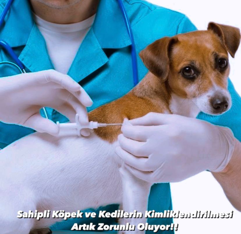 Sahipli Köpek Ve Kedilerin Kimliklendirilmesi Artık Zorunlu Oluyor