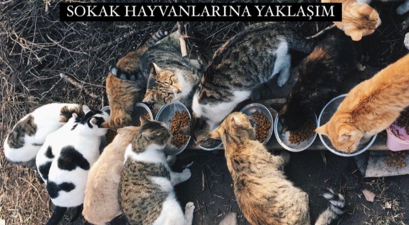 Sokak Hayvanlarına Yaklaşım