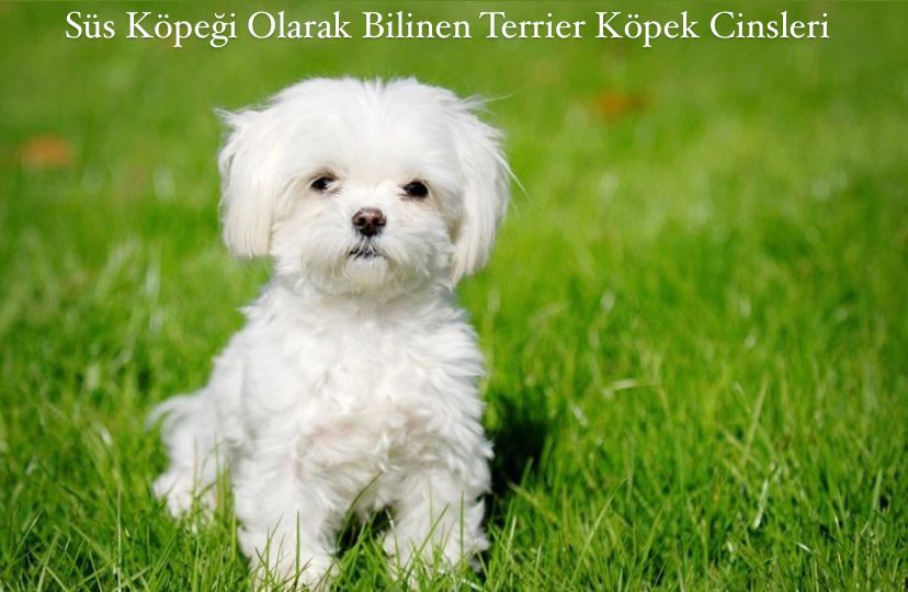 Süs Köpeği Olarak Bilinen Terrier Köpek Cinsleri