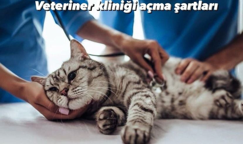 Veteriner Kliniği Açma Şartları