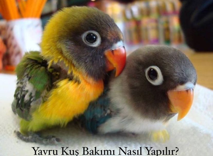 Yavru Kuş Bakımı Nasıl Yapılır