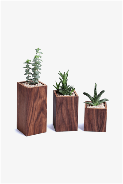 TRIBE 3'lü Sukulent Dahil Saksı (Ceviz)wooden+DU001.01