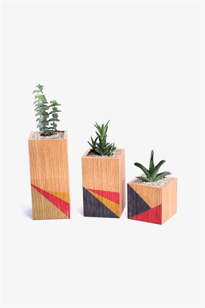 TRIBE Renkli 3'lü Sukulent Dahil Saksı (Meşe)wooden+DU001.03