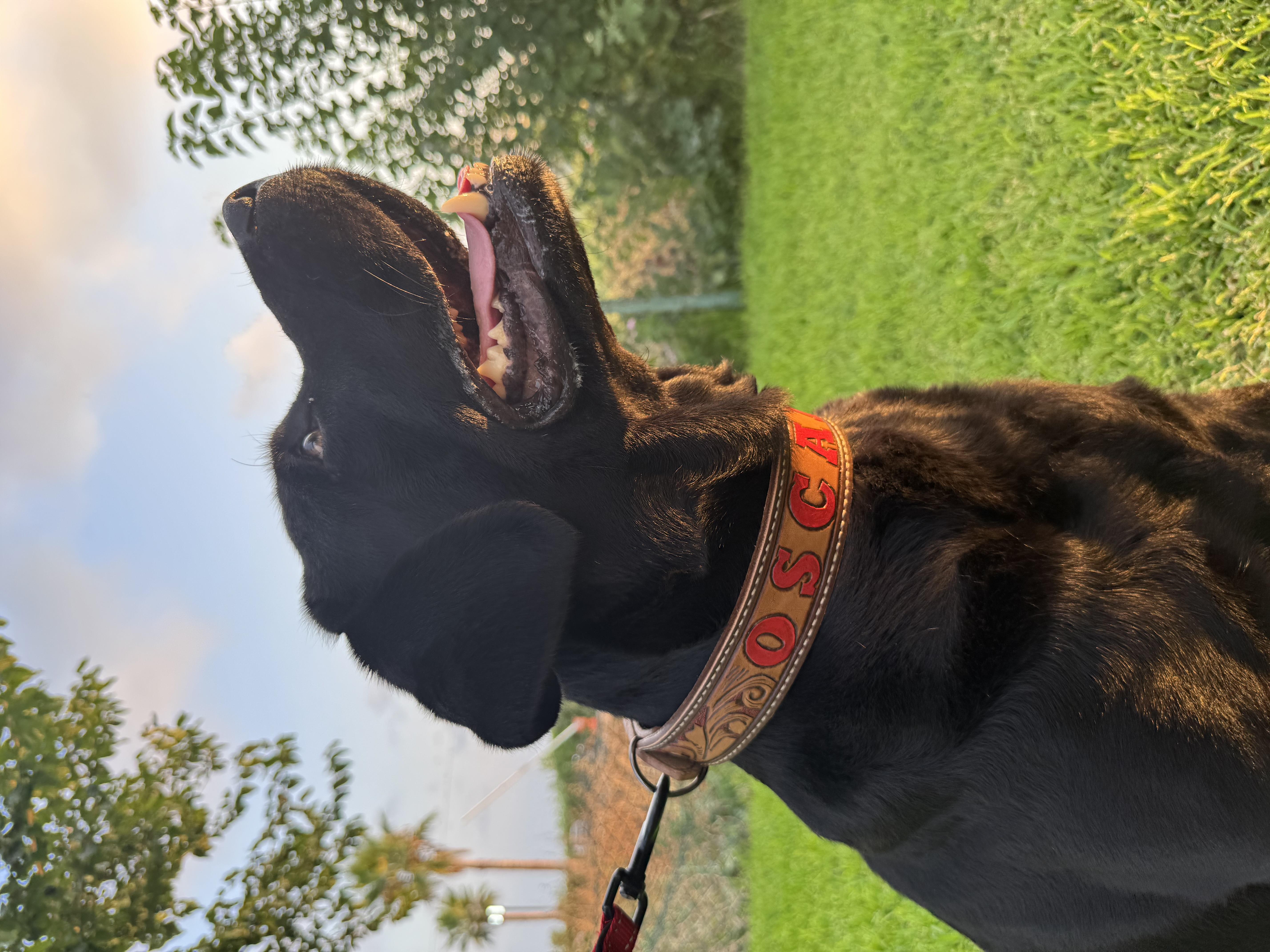 Custom Köpek Tasması