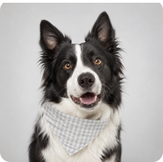 Boynunda ekose fular olan köpek