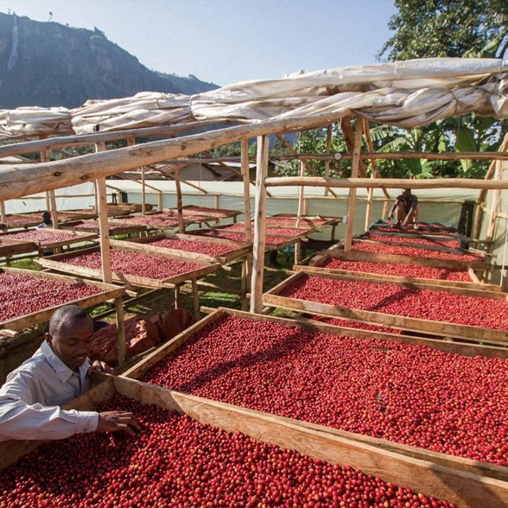 Uganda Drugar Yeşil Kahve Çekirdek 