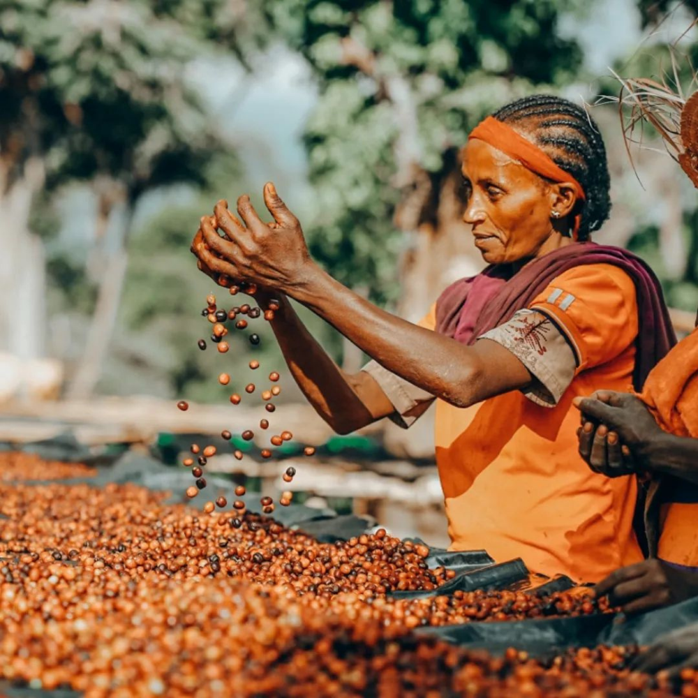 Kenya Kamakwa Niyeri Reserve AA Yeşil Kahve Çekirdek