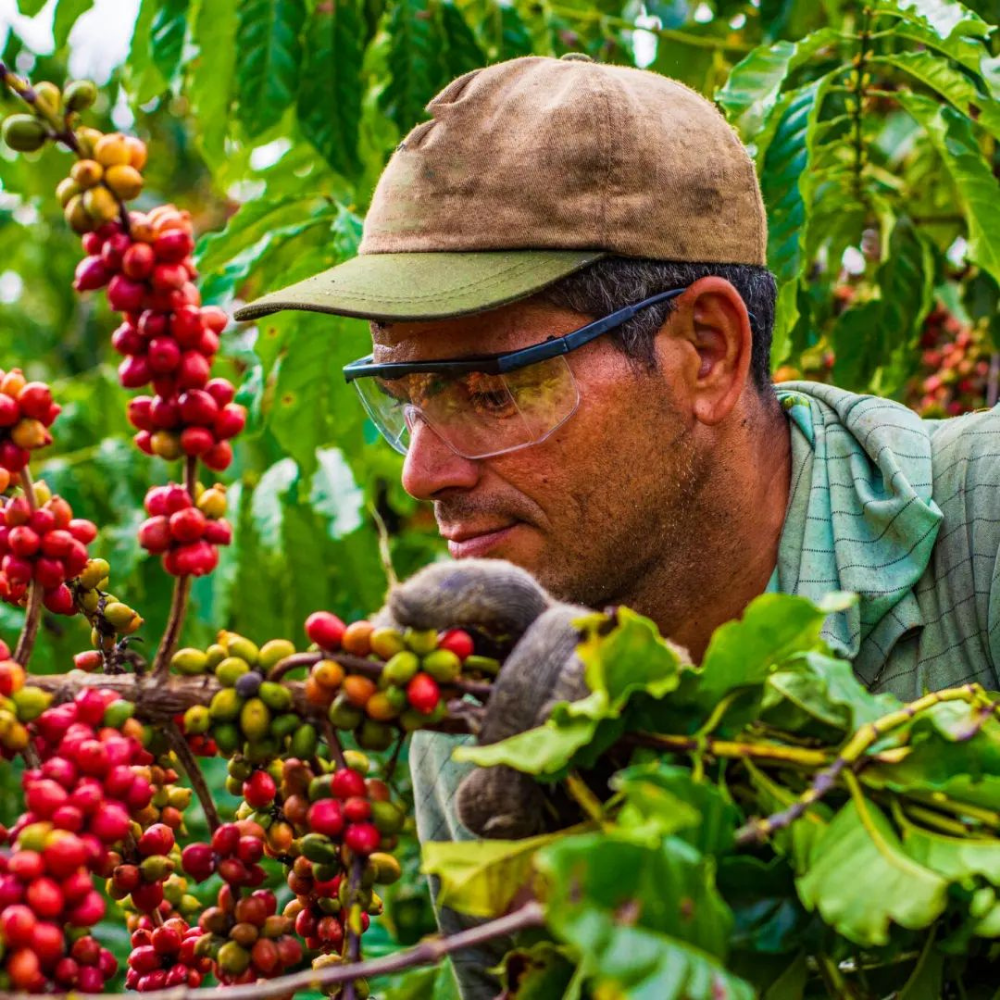 Brazil Mogiana by Alfonso Fraga 18 Natural Yeşil Kahve Çekirdek