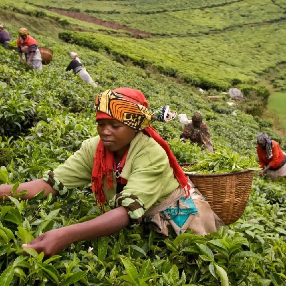 Rwanda Baho Nyamasheke Speciality Anaerobic Natural Yeşil Kahve Çekirdeği