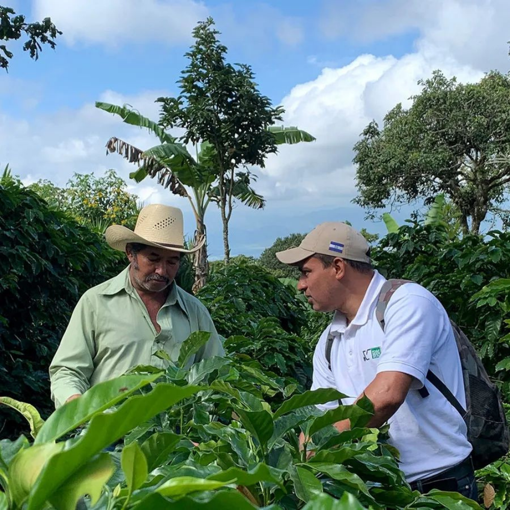 Honduras Marcala Caballero Confite by Nordic Approach Speciality Yeşil Kahve Çekirdeği 