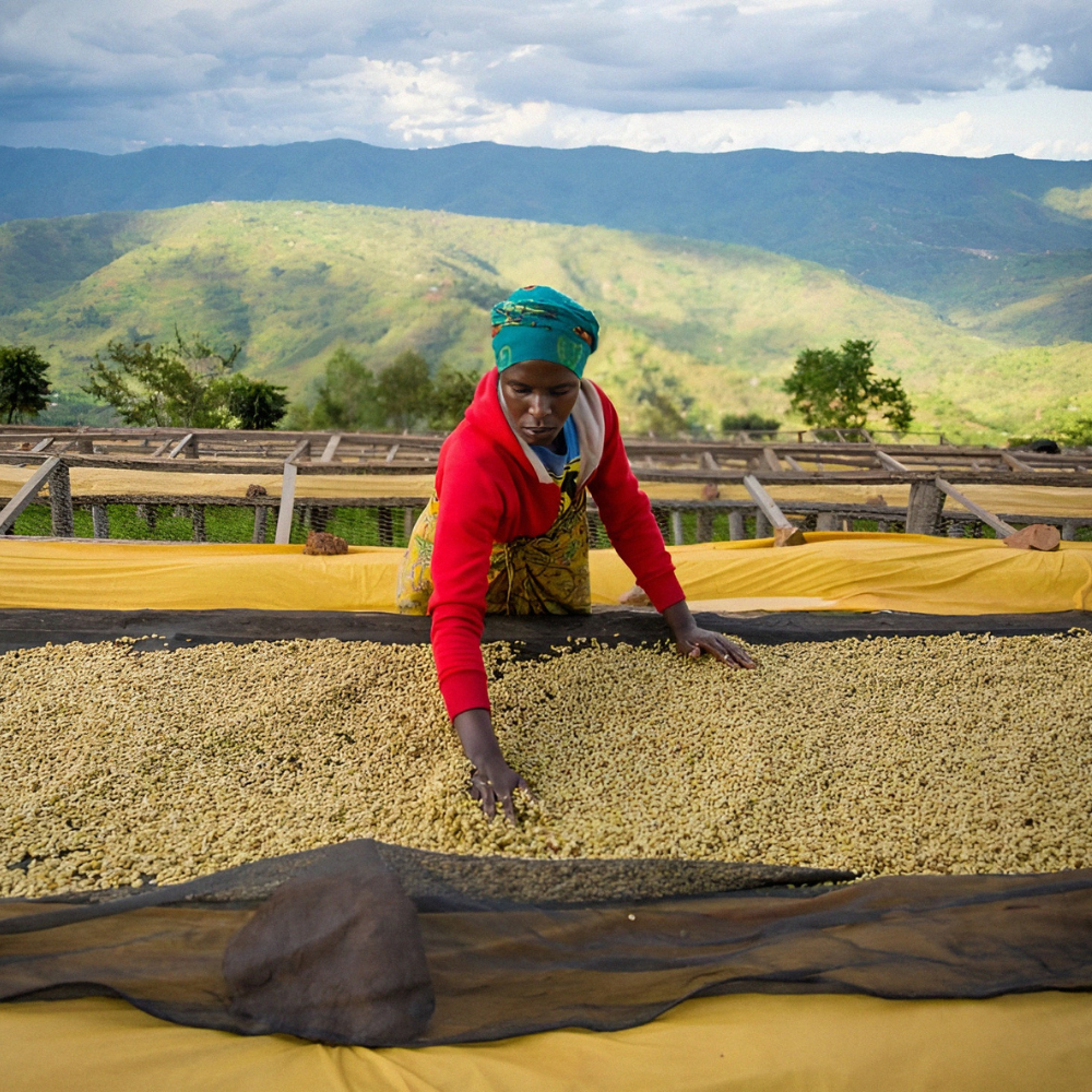 Rwanda Nordic Approach Ibisi #156 Yeşil Kahve Çekirdeği 
