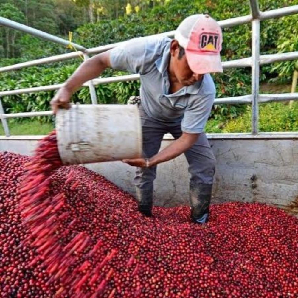 Nicaragua SHG  Yeşil Kahve Çekirdek 