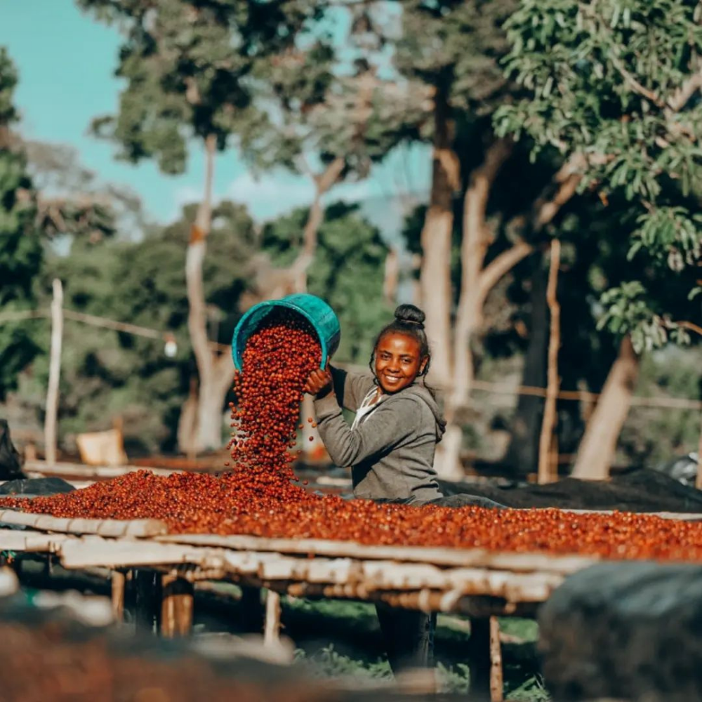 Zambia AA FW Rain Forest Yeşil Kahve Çekirdeği