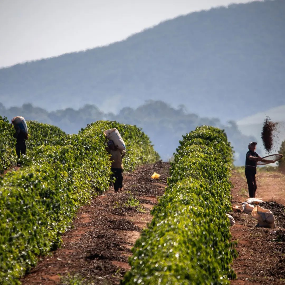 Brazil Cerrado Grainpro Yeşil Kahve Çekirdek 