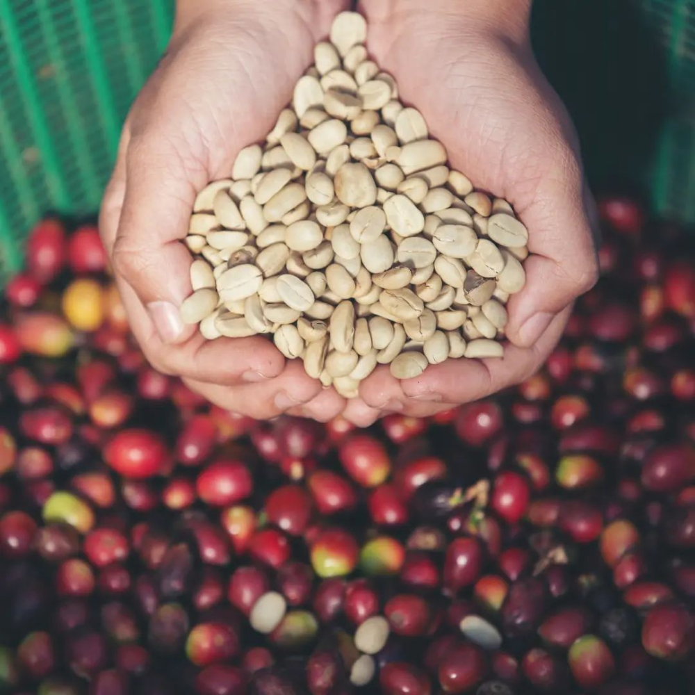 Colombia Excelso Blossom Speciality Yeşil Kahve Çekirdeği