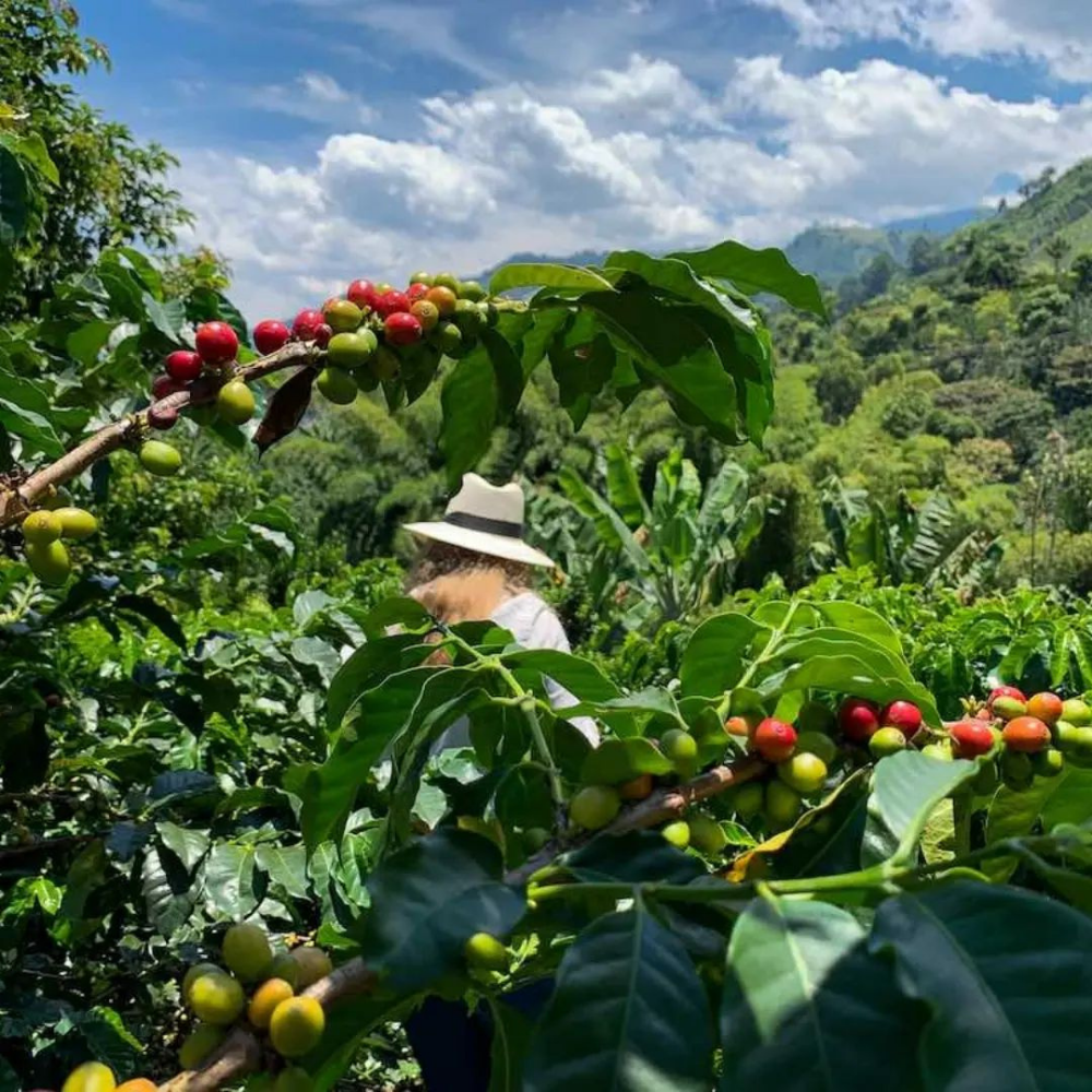 India Cherry AAA Robusta Yeşil Kahve Çekirdeği 