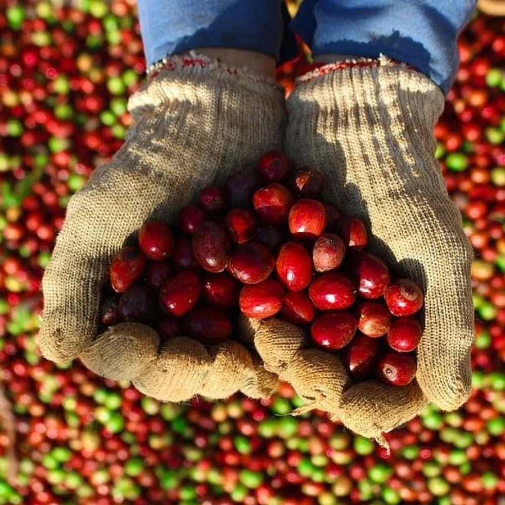 Etiyopya Lekempti Yeşil Kahve Çekirdeği