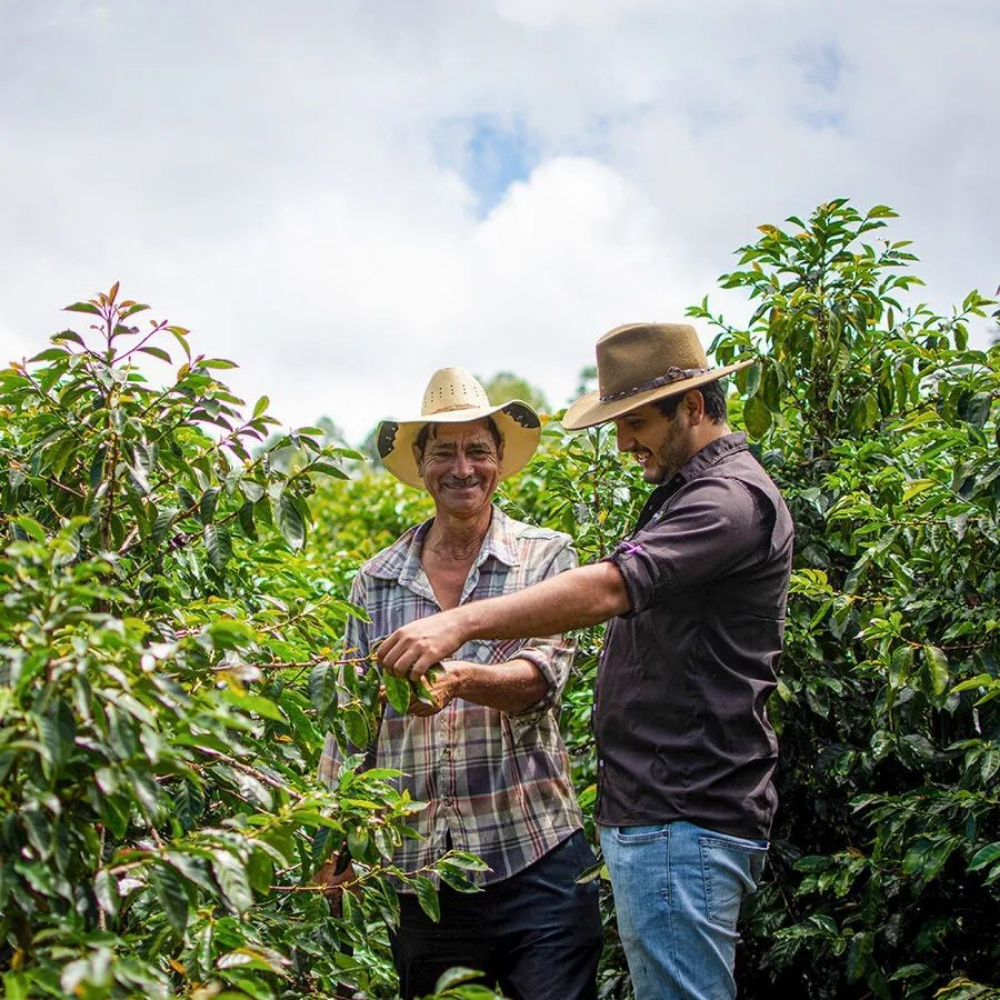 Honduras La Chaux Yeşil Kahve Çekirdeği