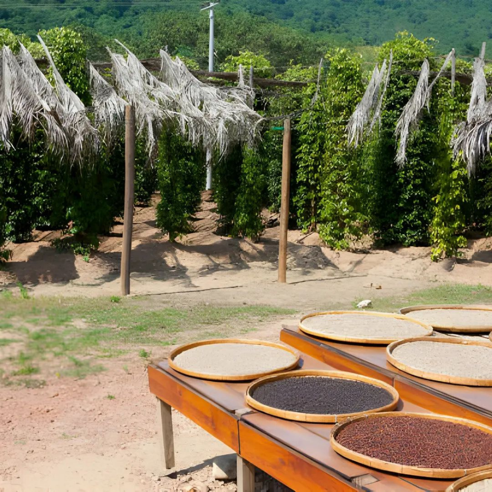 Yemen Mocha Peaberry (İsmaili) Yeşil Kahve Çekirdeği