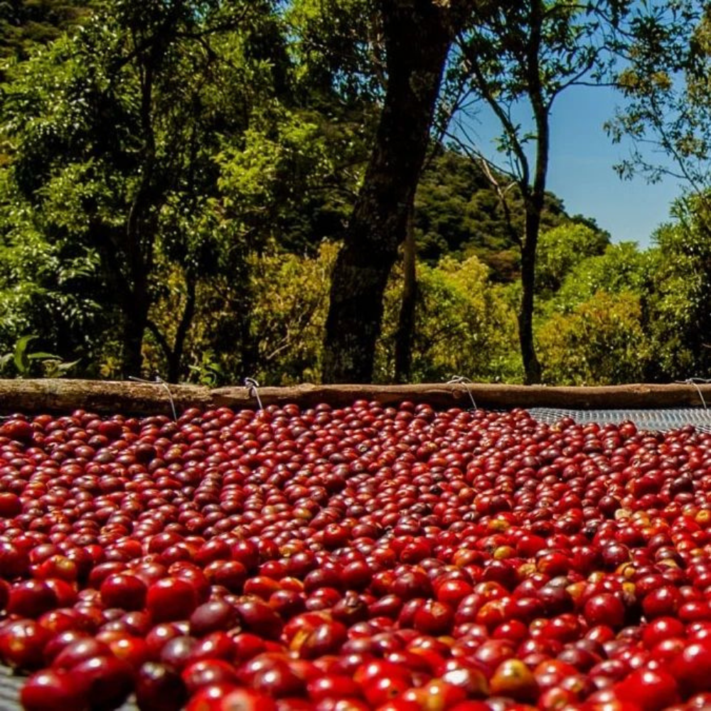 Rwanda Ibisi PB (Peaberry) Yeşil Kahve Çekirdek