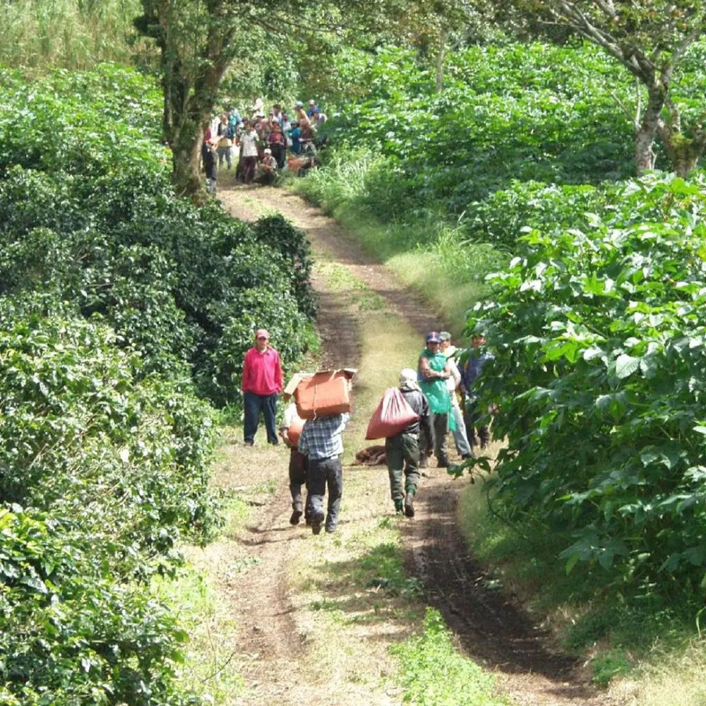 Rwanda Baho Gatsibo Anaerobik Natural 300 Saat Fermentasyon Kahvesi