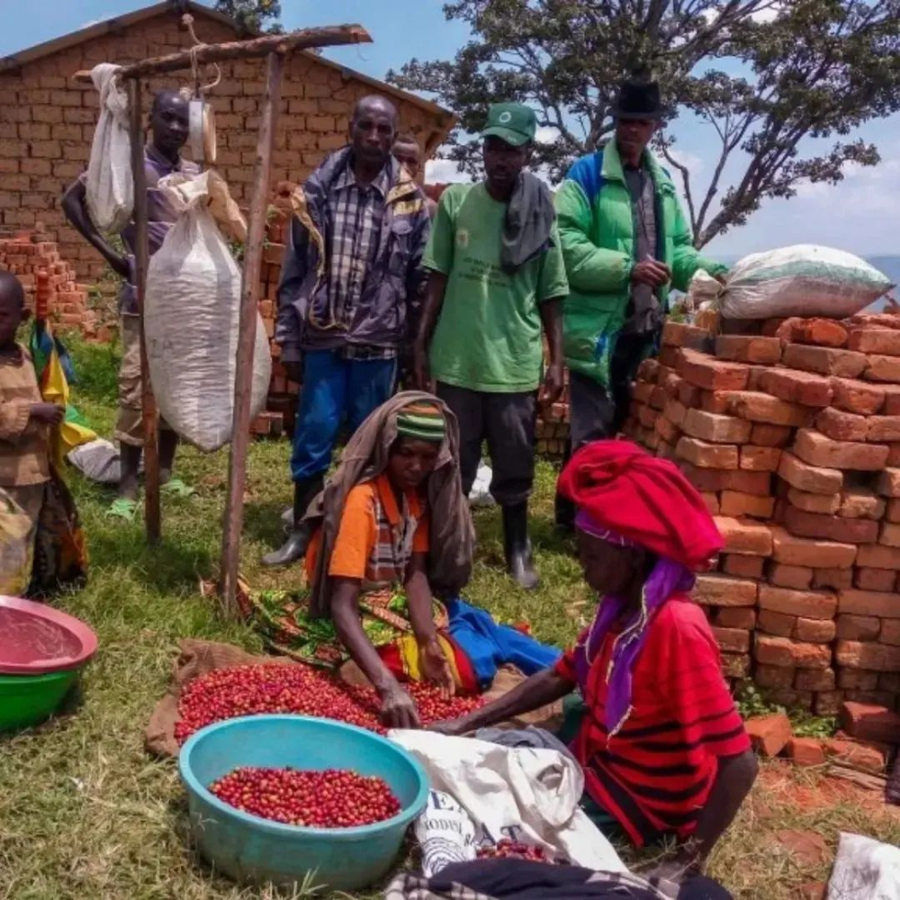 Rwanda Baho Ruhango Speciality Natural Yeşil Kahve Çekirdeği